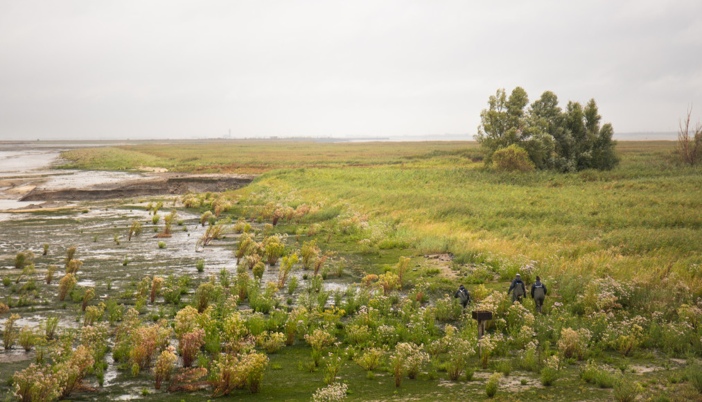 Sigmaplan: The revival of the Hedwige-Prosperpolder