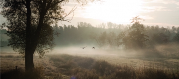 Écologie et paysage