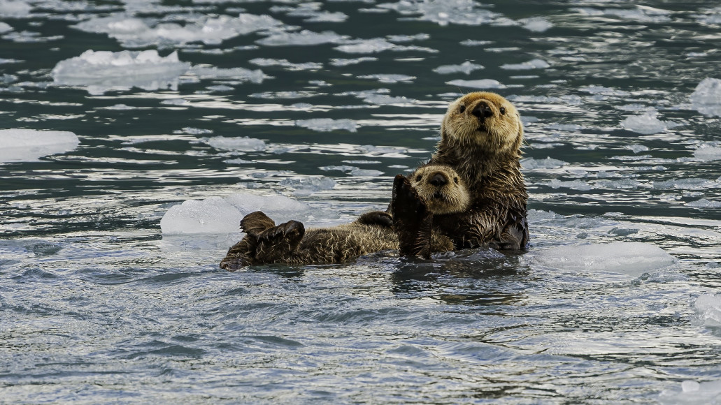 Nieuwe faunapassages in Kapellen geven otters en andere dieren een veilige doorgang