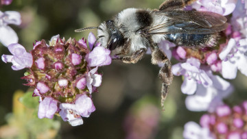 Buzzing business: l'importance des abeilles