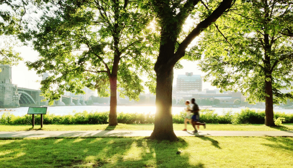Bomen zijn cool: onthulling van onderzoeksresultaten