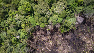 Een ontbossing van het Amazonewoud waar al heel wat bomen gekapt zijn_Antea Group