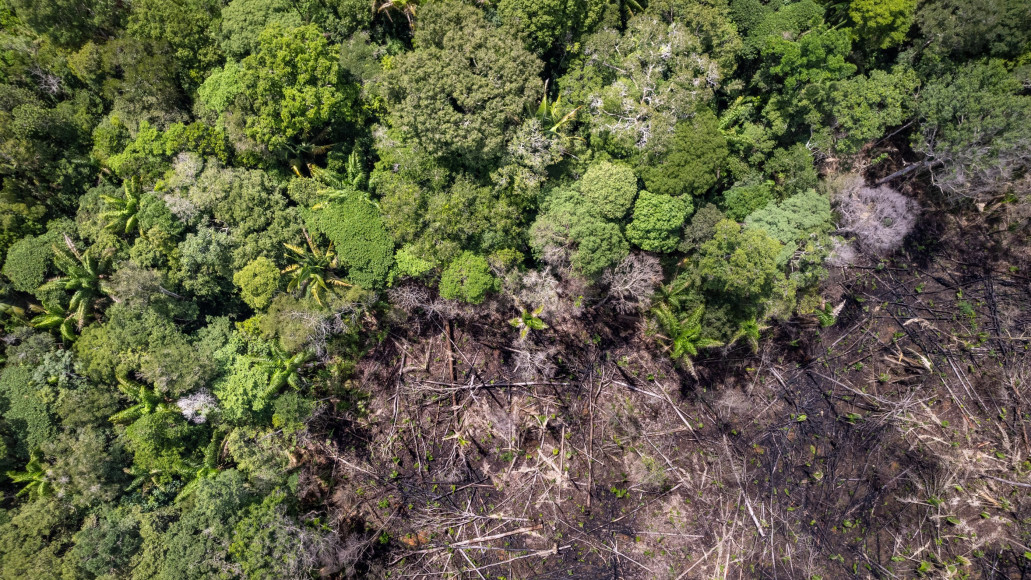 Een ontbossing van het Amazonewoud waar al heel wat bomen gekapt zijn_Antea Group