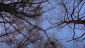 image-alt